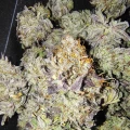 thumb of Blackberry Moonrocks Feminized by WeedSeedsExpress grown by Dabking